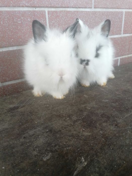 króliki miniaturki niebieskie (kolor kota brytyjskiego) oraz karzełki