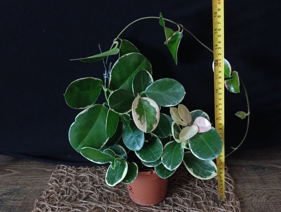 Hoya Australis Blondie