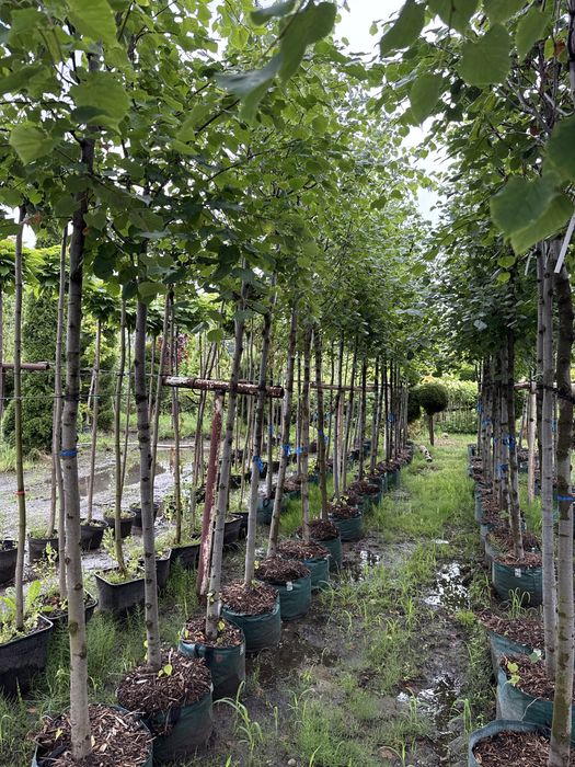 Lipa drobnolistana 14-16cm doniczka