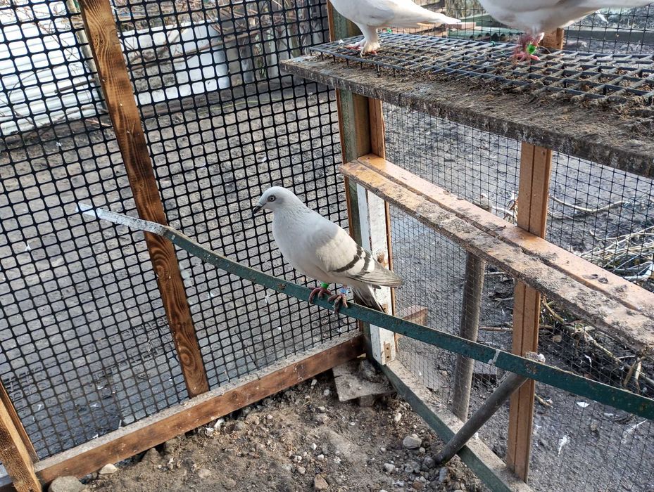 gołebie żałobniki