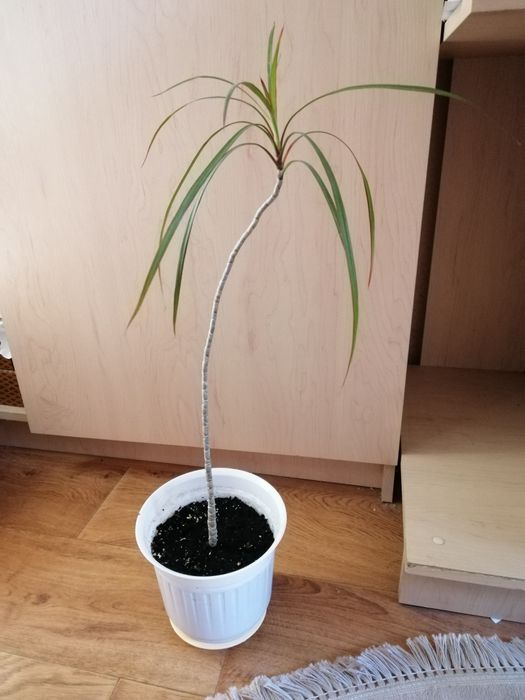 Продам вазон драцену з горщиком!