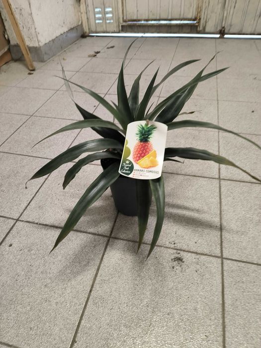 Ananás = Ananas comosus =