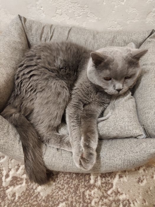 Кіт Британець   9років