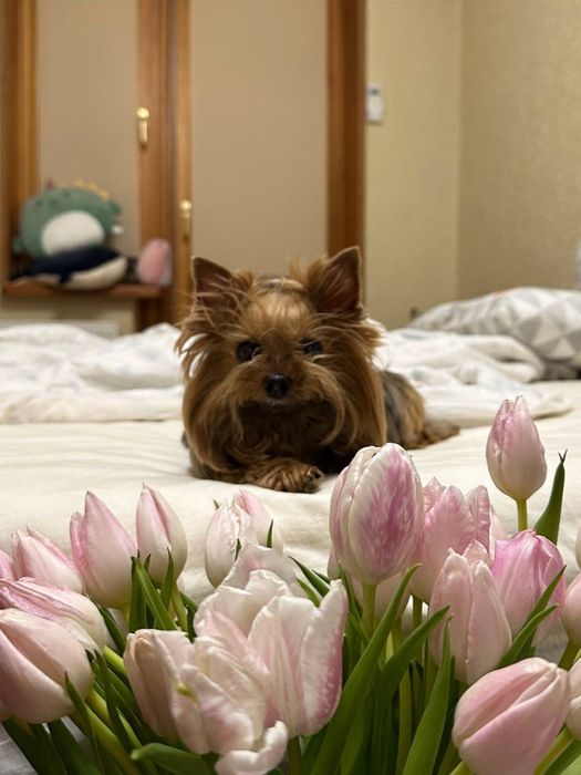 Індивідуальна перетримка тварин /Ніяких кліток/ котів / собак