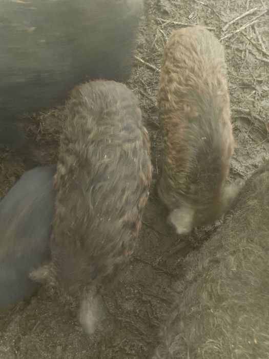 свиноматки мангали,молоді