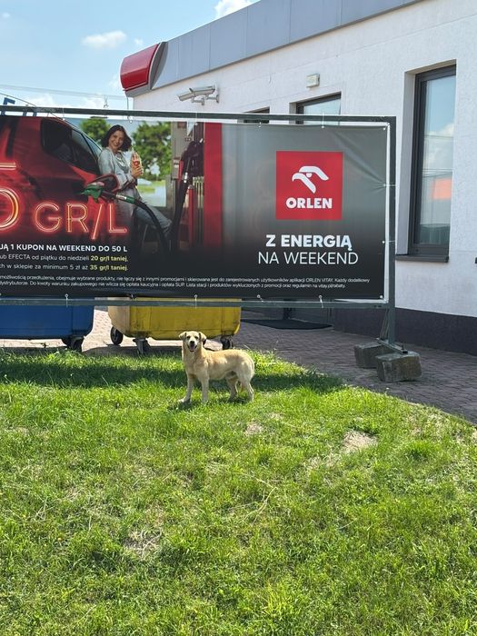 Znaleziono pieska na stacji Orlen