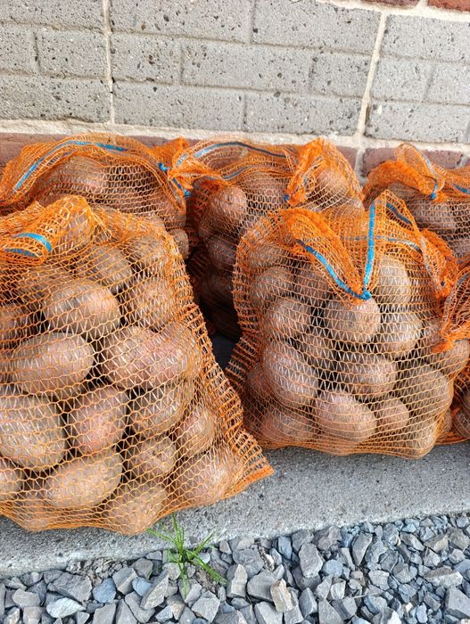 Ziemniaki Bellarosa Denar Soraya