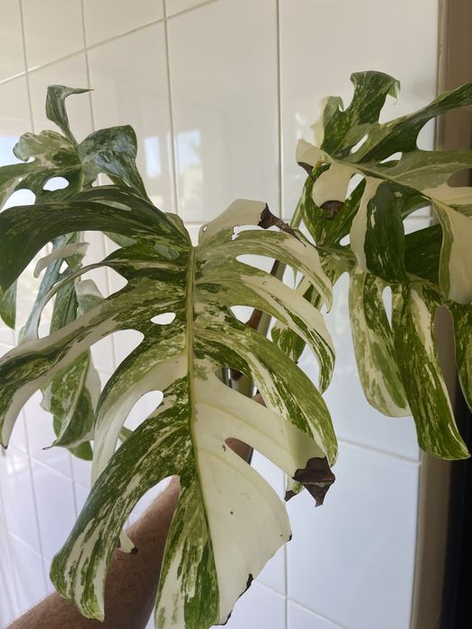 Monstera variagata