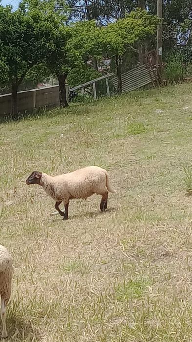 Vendo borrego perto de fazer um ano