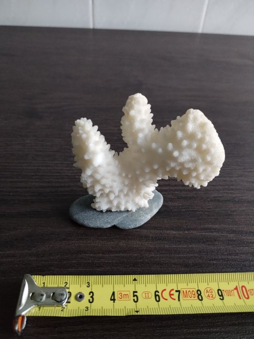 Coral branco. Medidas nas fotos.