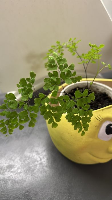 Продаю молоденькие кустики сингониума и венерин волос хлорофитум