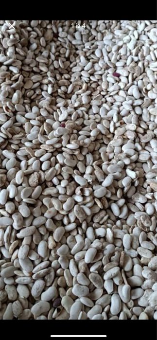 Квасоля фасоль половинки