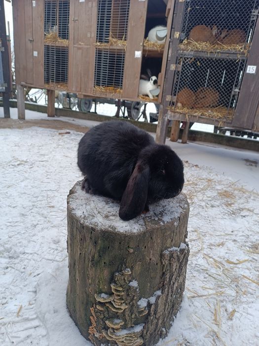 Króliki Barny Francuskie