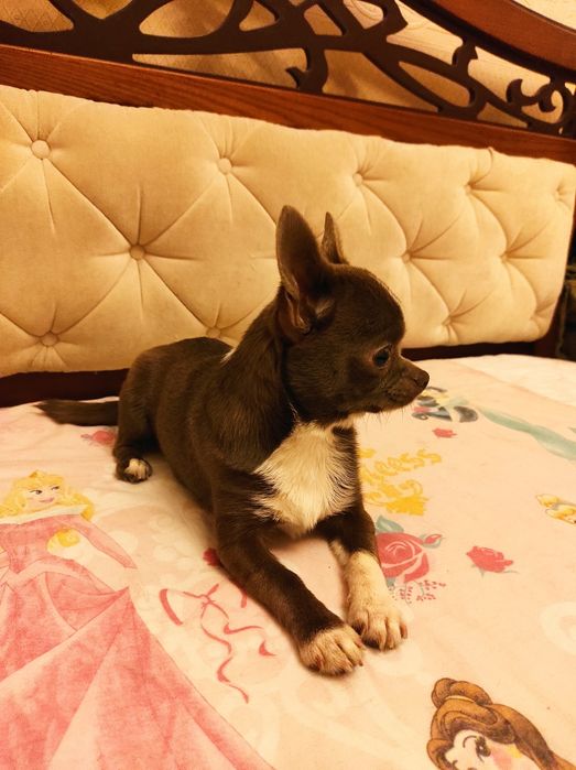 Индивидуальная домашняя передержка собак любых пород