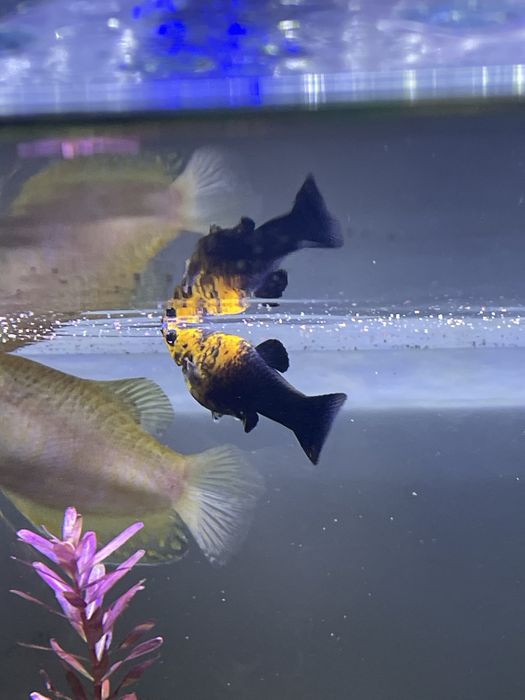 2 molly amarelo/preto