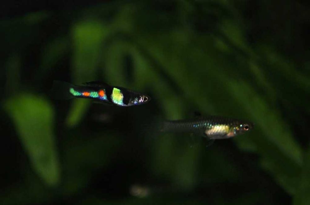 Poecilia Wingei Class N