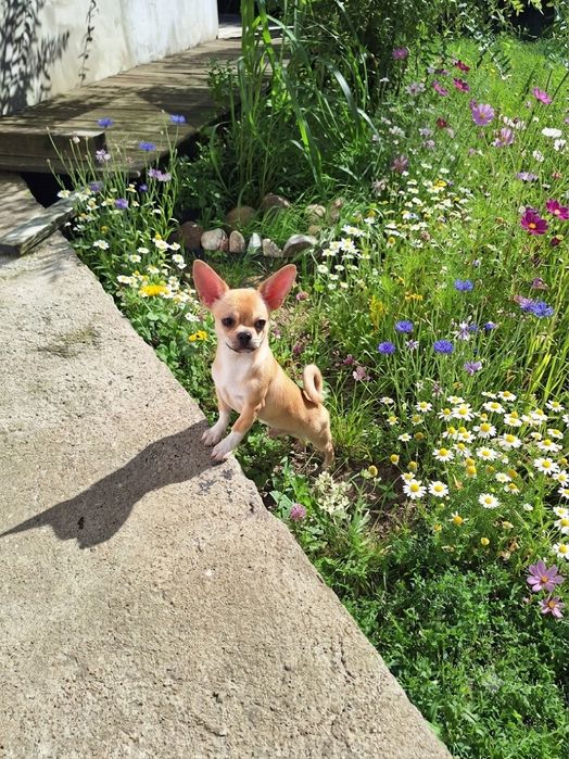 Beżowy chłopiec Chihuahua