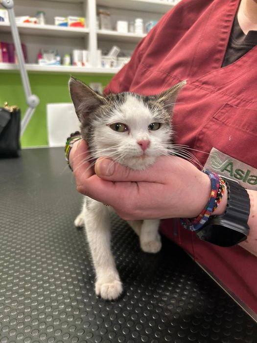 Maluszki PILNIE dom tymczasowy