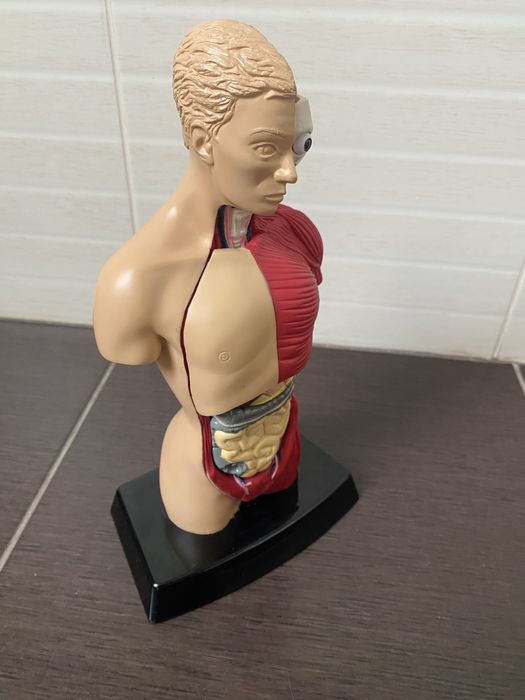 Торс  анатомии человеческого тела Humbrol Model Kit England