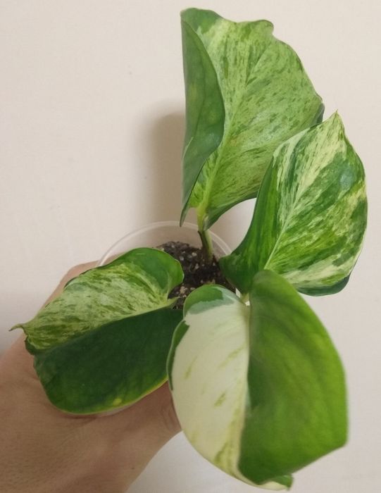 Продам Сциндапсуси 10 сортів