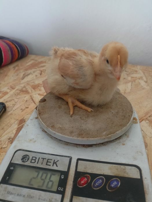 Продам півтори тижневі курчата м'ясо яєчні і яєчні