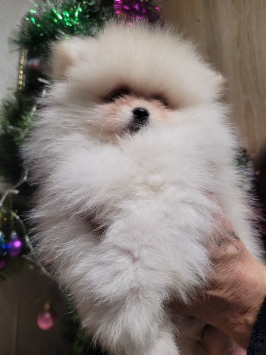 Продаю померанского шпица.Один мальчик мальчика(12,10,24.) Дітки чекаю