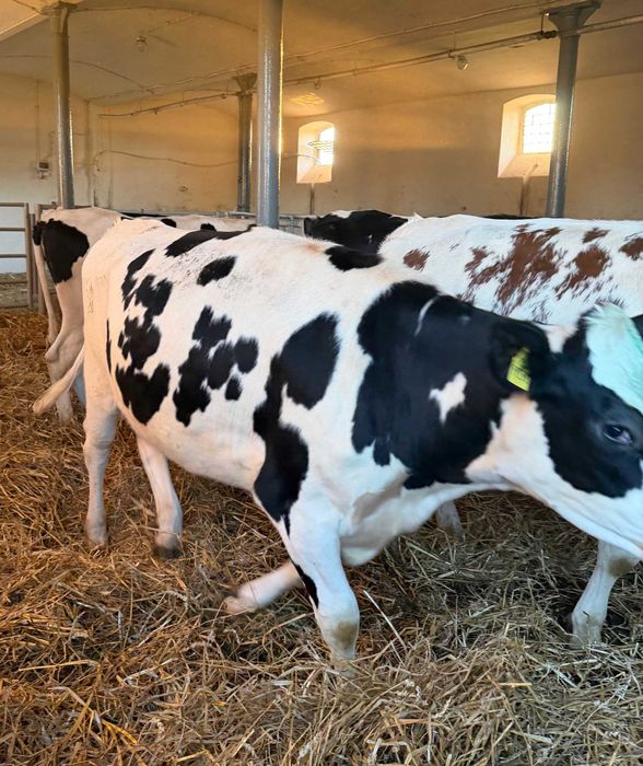 Jałówki hodowlane niemieckie