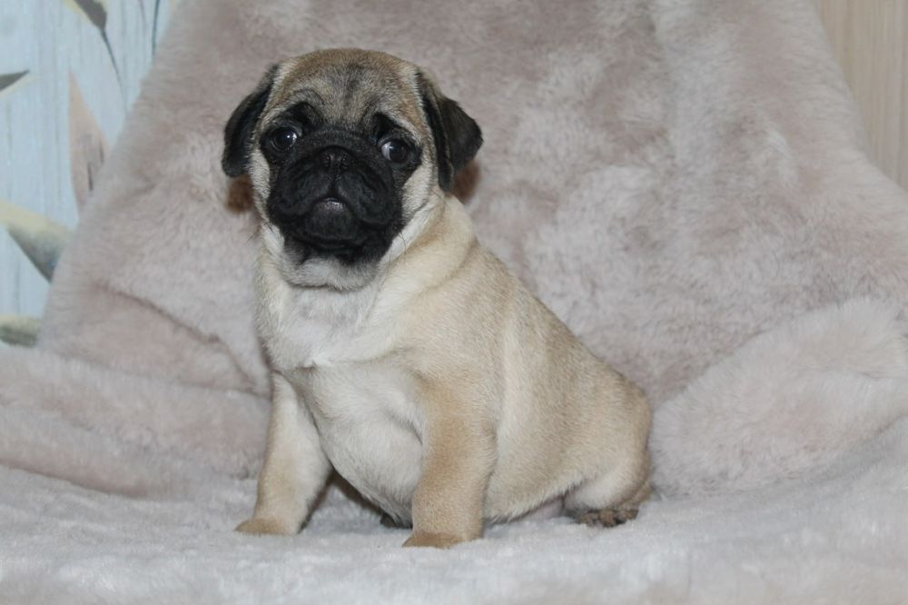 Бомбезні мопсики