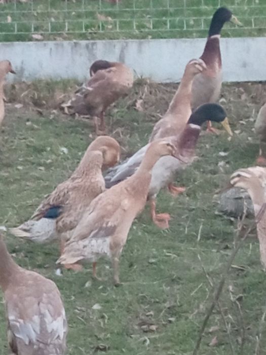 Kaczki biegusy indyjskie para kaczor i kaczka