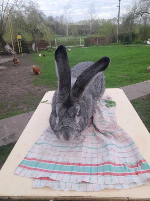 Кролі європейська шиншила