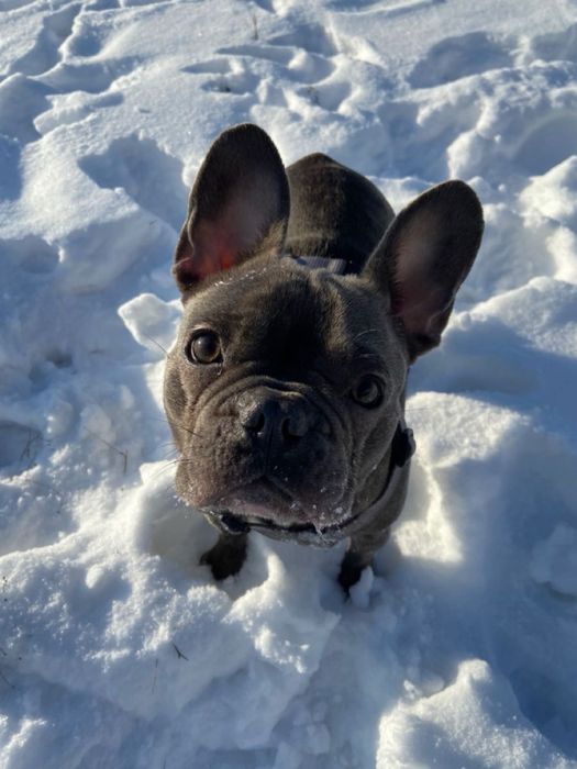 Французский бульдог