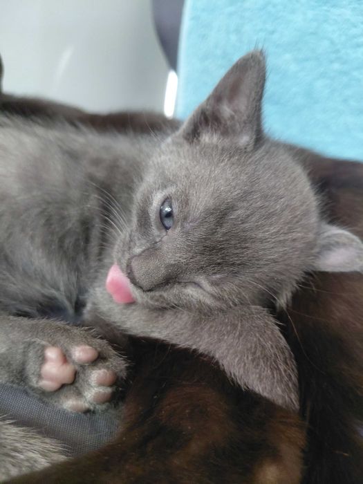 Маленький срібний котик безкоштовно