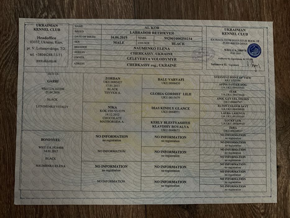 Кобель лабрадора ретривера для вʼязки