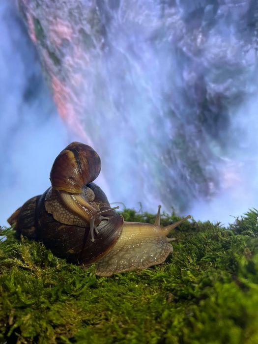 Равлики Ахатина Херсон