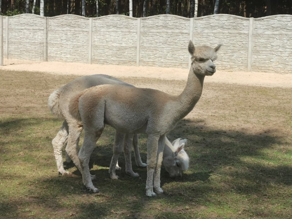 Alpaka alpaki  samiec