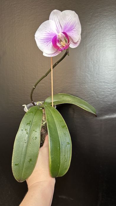 Орхідея домашня рослина.