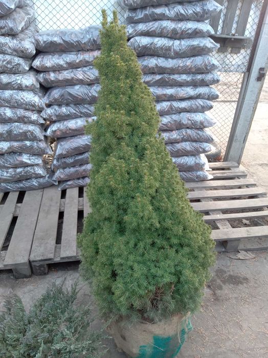 Велика Канадська ялинка 180 см. Коніка. Дешева ціна. Знижки