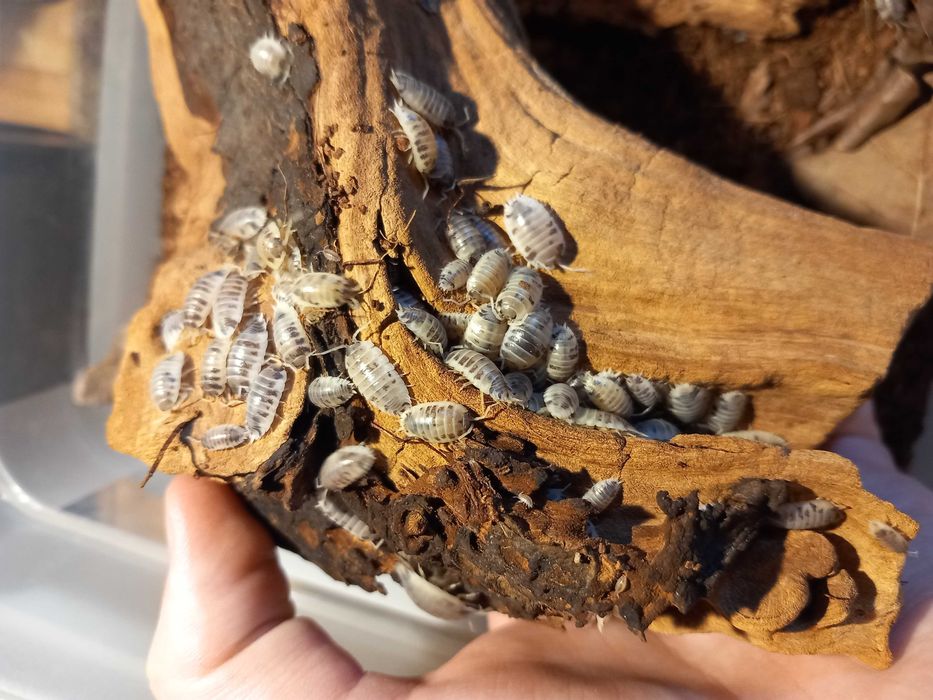 Isopody Armadillidium werneri / Porcellio laevis