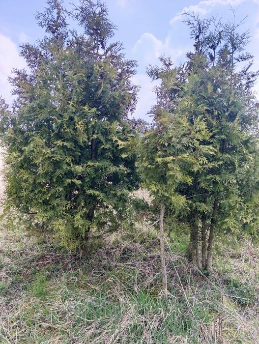 Tuja brabant różne wielkości likwidacja plantacji