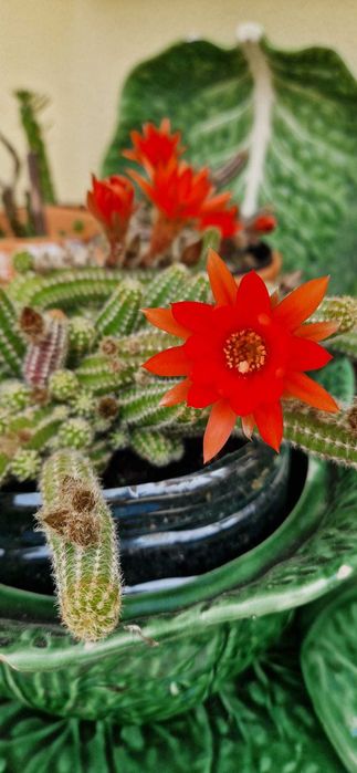 cacto-amendoim (Echinopsis chamaecereus)