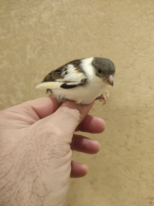 Клетка для канареек