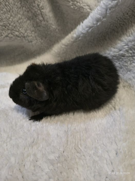 Świnka morska Us Teddy - SAMCZYK