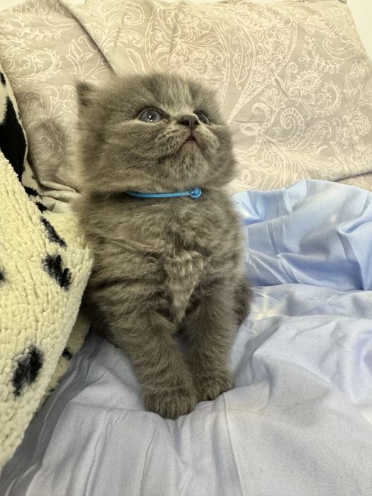 Kot brytyjski niebieski