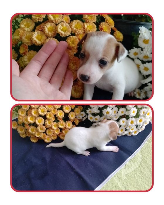 Джек расл цуцики