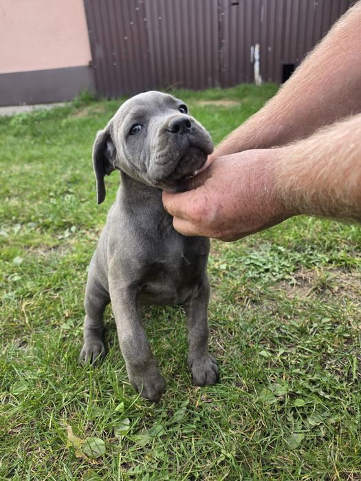 Cane Corso Błękitno pręgowana suczka gotowa do odbioru