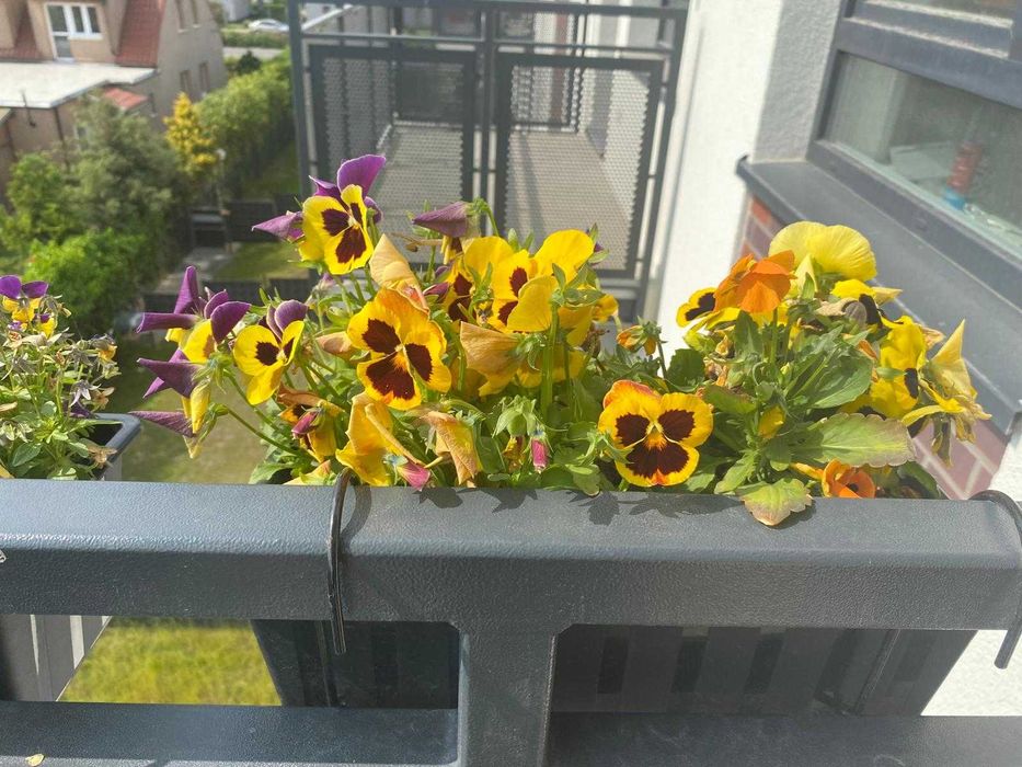 Apartament na dobę do wynajęcia