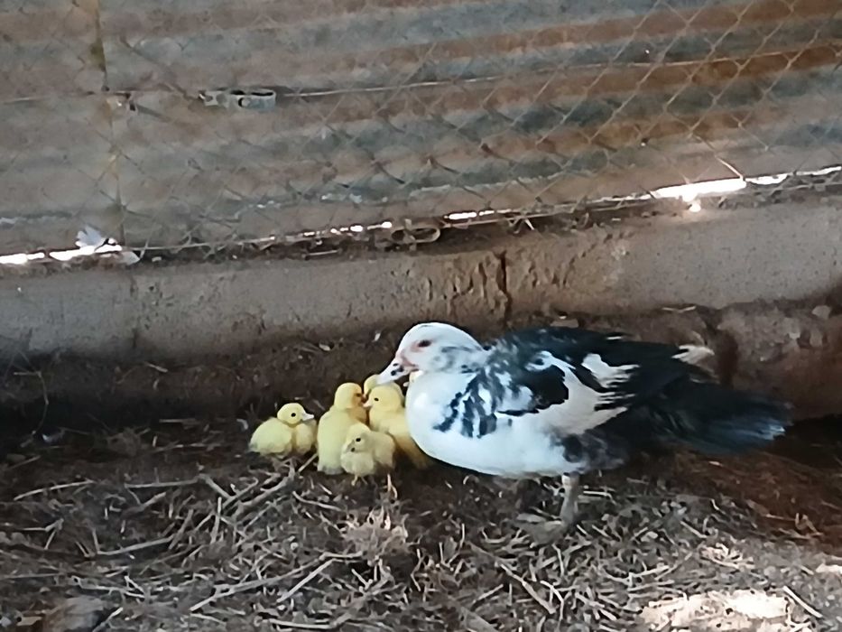 Vendo patos mudos bebés