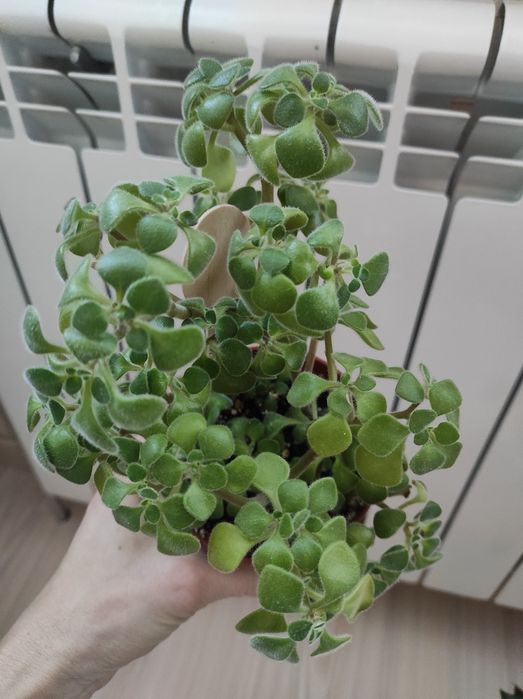 Хойя,хоя карноза,аїхрізон(дерево кохання), кімнатні рослини