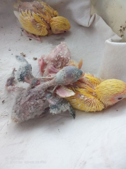 Agapornis p/criar à mão