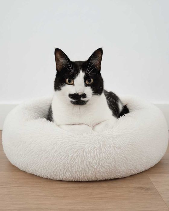 Setúbal / Margem Sul / Lisboa — CHARLIE, gatinho para adoção